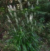 třtina rákosovitá <i>(Calamagrostis arundinacea)</i> / Habitus