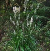 třtina rákosovitá <i>(Calamagrostis arundinacea)</i> / Habitus