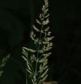třtina křovištní <i>(Calamagrostis epigejos)</i> / Květ/Květenství