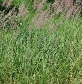 třtina křovištní <i>(Calamagrostis epigejos)</i> / Habitus