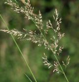 třtina pestrá <i>(Calamagrostis varia)</i> / Květ/Květenství