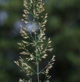 třtina pestrá <i>(Calamagrostis varia)</i> / Květ/Květenství