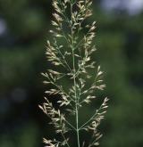 třtina pestrá <i>(Calamagrostis varia)</i> / Květ/Květenství