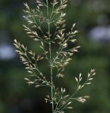 třtina pestrá <i>(Calamagrostis varia)</i> / Květ/Květenství