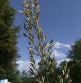 třtina pestrá <i>(Calamagrostis varia)</i> / Květ/Květenství