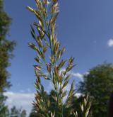 třtina pestrá <i>(Calamagrostis varia)</i> / Květ/Květenství