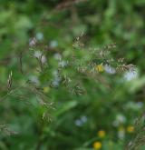třtina villosa <i>(Calamagrostis villosa)</i> / Květ/Květenství