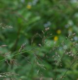 třtina villosa <i>(Calamagrostis villosa)</i> / Květ/Květenství