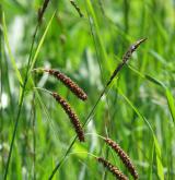 ostřice flacca <i>(Carex flacca)</i> / Květ/Květenství