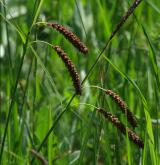 ostřice flacca <i>(Carex flacca)</i> / Květ/Květenství