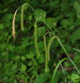 ostřice převislá <i>(Carex pendula)</i> / Květ/Květenství