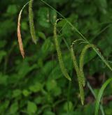 ostřice převislá <i>(Carex pendula)</i> / Květ/Květenství
