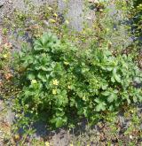 mochna prostřední <i>(Potentilla intermedia)</i>