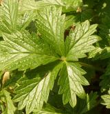 mochna prostřední <i>(Potentilla intermedia)</i>