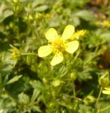 mochna prostřední <i>(Potentilla intermedia)</i>