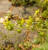 mochna prostřední <i>(Potentilla intermedia)</i>