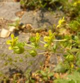 mochna prostřední <i>(Potentilla intermedia)</i> / Květ/Květenství
