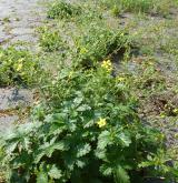 mochna prostřední <i>(Potentilla intermedia)</i>