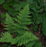 kapraď osténkatá <i>(Dryopteris carthusiana)</i> / Habitus