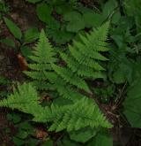 kapraď osténkatá <i>(Dryopteris carthusiana)</i> / Habitus