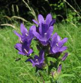 zvonek klubkatý <i>(Campanula glomerata)</i> / Květ/Květenství