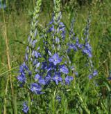 rozrazil ožankový <i>(Veronica teucrium)</i> / Habitus