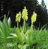 vstavač bledý <i>(Orchis pallens)</i> / Habitus