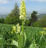 vstavač bledý <i>(Orchis pallens)</i> / Habitus
