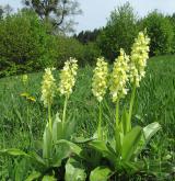 vstavač bledý <i>(Orchis pallens)</i> / Habitus