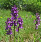 vstavač kukačka <i>(Orchis morio)</i> / Habitus