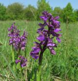 vstavač kukačka <i>(Orchis morio)</i> / Habitus