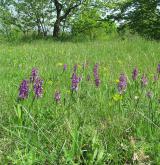 vstavač kukačka <i>(Orchis morio)</i> / Porost