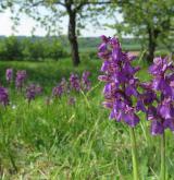 vstavač kukačka <i>(Orchis morio)</i> / Habitus