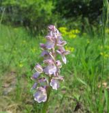 vstavač kukačka <i>(Orchis morio)</i> / Habitus