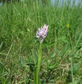vstavač trojzubý <i>(Orchis tridentata)</i> / Habitus