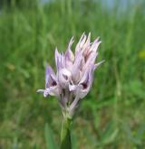 vstavač trojzubý <i>(Orchis tridentata)</i> / Květ/Květenství
