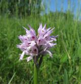 vstavač trojzubý <i>(Orchis tridentata)</i> / Květ/Květenství