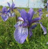 kosatec sibiřský <i>(Iris sibirica)</i> / Květ/Květenství