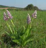 vstavač vojenský <i>(Orchis militaris)</i> / Habitus