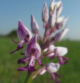 vstavač vojenský <i>(Orchis militaris)</i> / Květ/Květenství