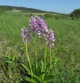 vstavač vojenský <i>(Orchis militaris)</i> / Habitus