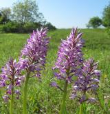 vstavač vojenský <i>(Orchis militaris)</i> / Habitus