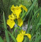 kosatec žlutý <i>(Iris pseudacorus)</i> / Habitus
