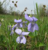 violka psí <i>(Viola canina)</i> / Habitus