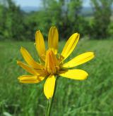 kozí brada východní <i>(Tragopogon orientalis)</i> / Květ/Květenství