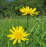 kozí brada východní <i>(Tragopogon orientalis)</i> / Habitus