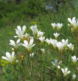 lomikámen zrnatý <i>(Saxifraga granulata)</i> / Habitus