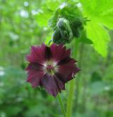 kakost hnědočervený <i>(Geranium phaeum)</i> / Květ/Květenství