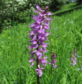 vstavač mužský <i>(Orchis mascula)</i> / Květ/Květenství