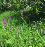 vstavač mužský <i>(Orchis mascula)</i> / Porost
